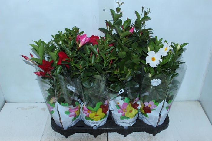<h4>DIPLADENIA P15</h4>