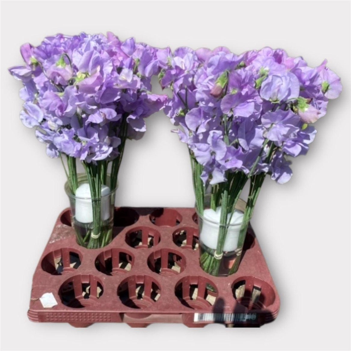 <h4>Lathyr Wi Sunshine Lavender</h4>