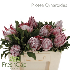 PROTEA CYNAROIDES