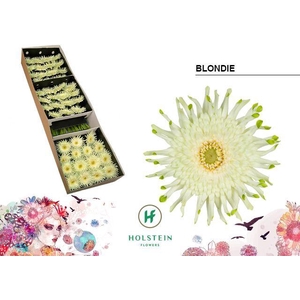 Gerbera Pasta Blondie Doos