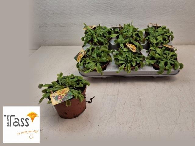 <h4>DIONAEA MUSCIPULA</h4>