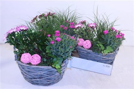 <h4>Arr Tuinplanten</h4>