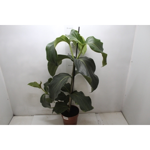 MEDINILLA MAGNIFICA P17