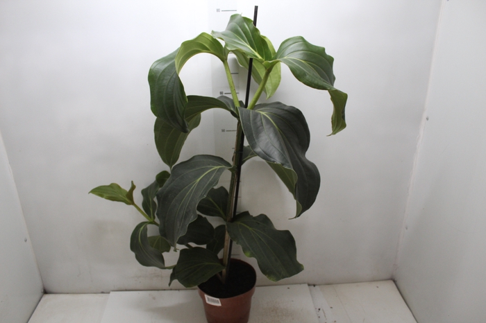 <h4>MEDINILLA MAGNIFICA P17</h4>