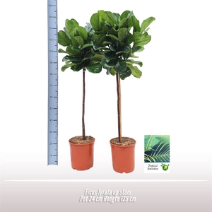 Ficus lyrata op stam