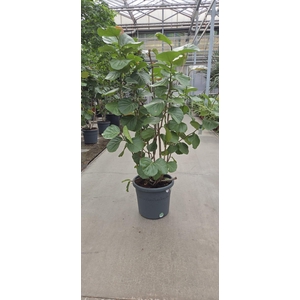 Coccoloba uvifera