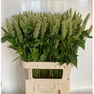 AGASTACHE OV