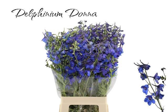 <h4>DELPH EN DONNA</h4>