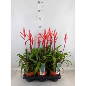 Vriesea  'Elan'