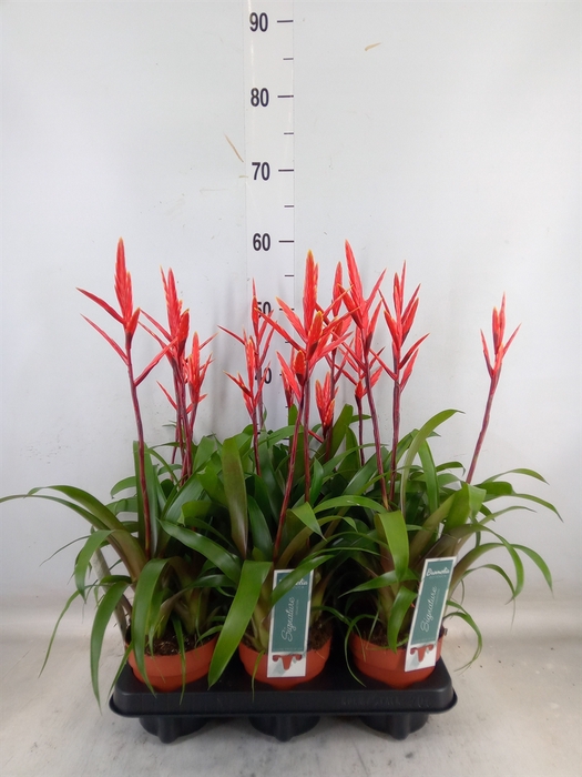 <h4>Vriesea  'Elan'</h4>