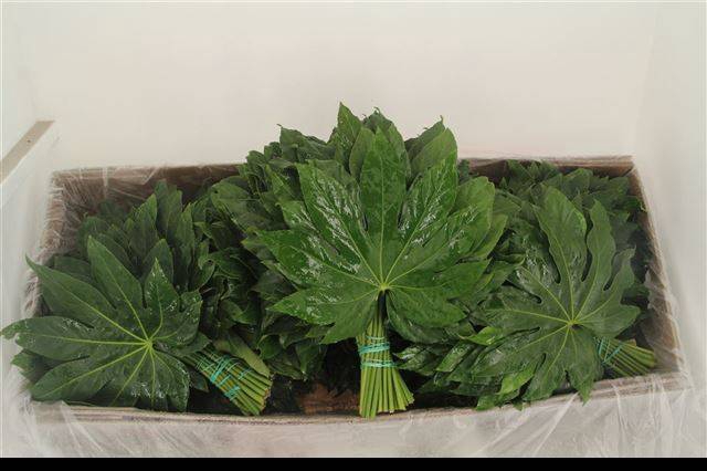 <h4>FATSIA JAPONICA BLAD</h4>