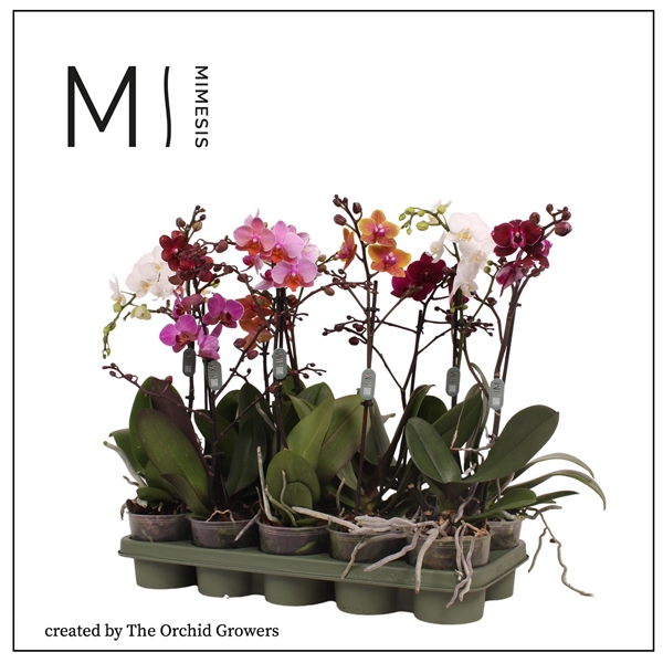 <h4>Mimesis Phal. Multi Mix - 1 spike 12cm</h4>