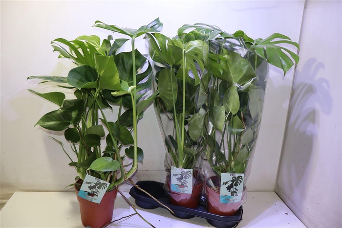 <h4>Monstera Deliciosa</h4>