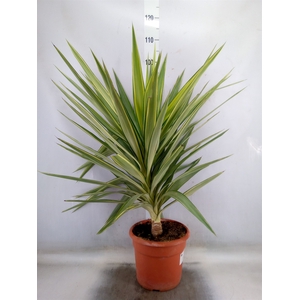 Yucca elephantipes 'Jewel'