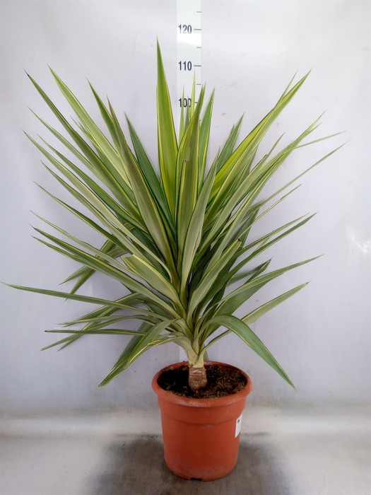 <h4>Yucca elephantipes 'Jewel'</h4>