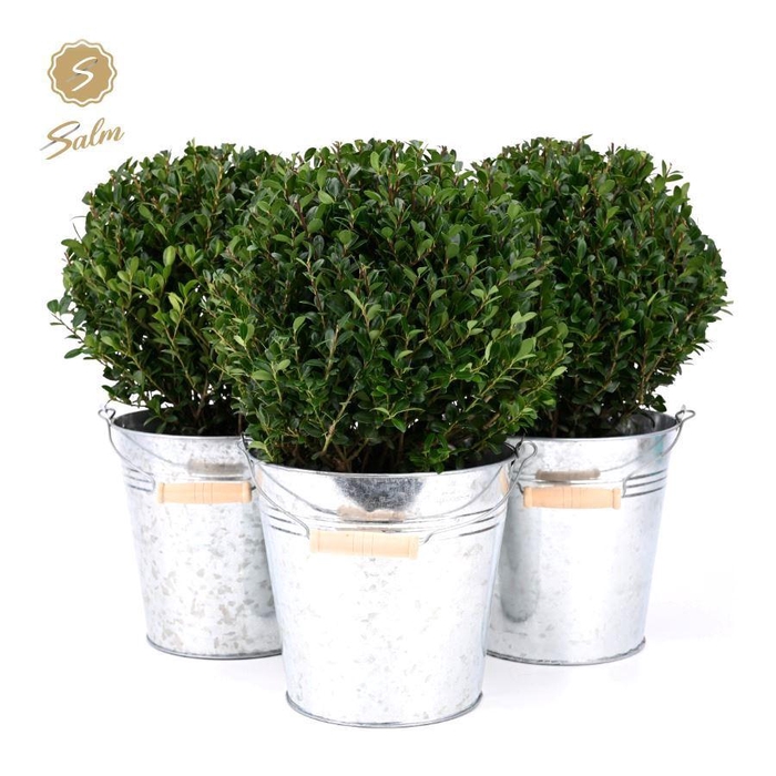 <h4>Ilex crenata 'Jenny'® Ball Ø20cm P17 in Zinc Old-Look</h4>