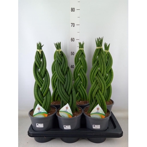 Sansevieria cyl.  ...