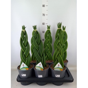 Sansevieria cyl.  ...