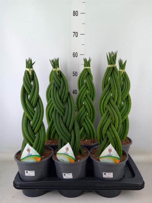 <h4>Sansevieria cyl.  ...</h4>