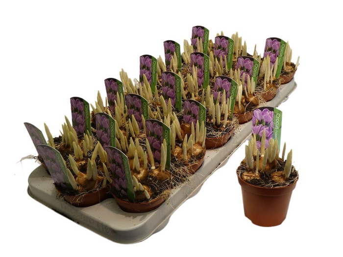 <h4>arr8 Crocus Pickwick</h4>