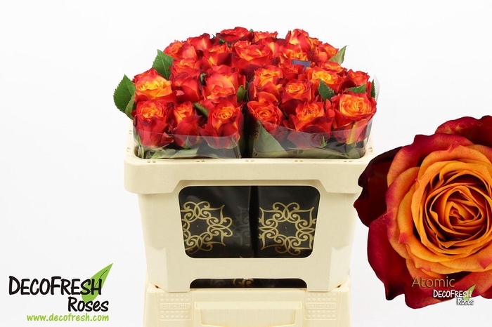 <h4>R Gr Atomic</h4>