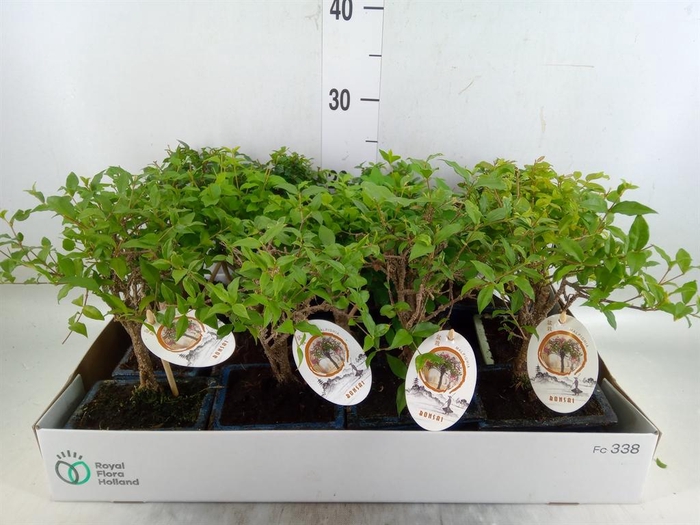 <h4>Bonsai   ...mix</h4>