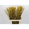 Salix Caprea Snow Flake P. Yellow