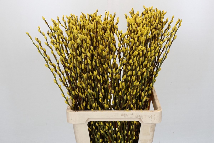 <h4>Salix Caprea Snow Flake P. Yellow</h4>