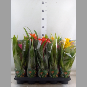Bromelia   ...mix  6