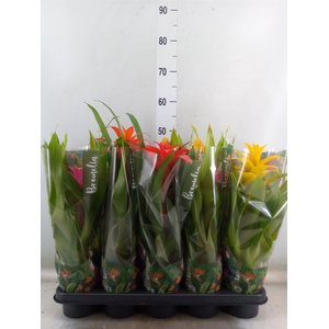 Bromelia   ...mix  6
