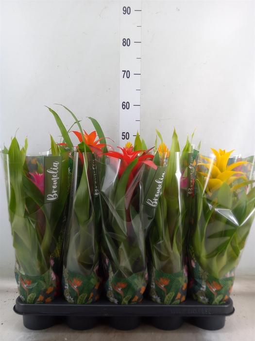 <h4>Bromelia   ...mix  6</h4>