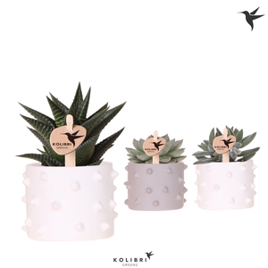 Kolibri Greens Succulenten mix in Spike pot mix