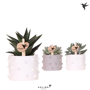 Kolibri Greens Succulenten mix in Spike pot mix