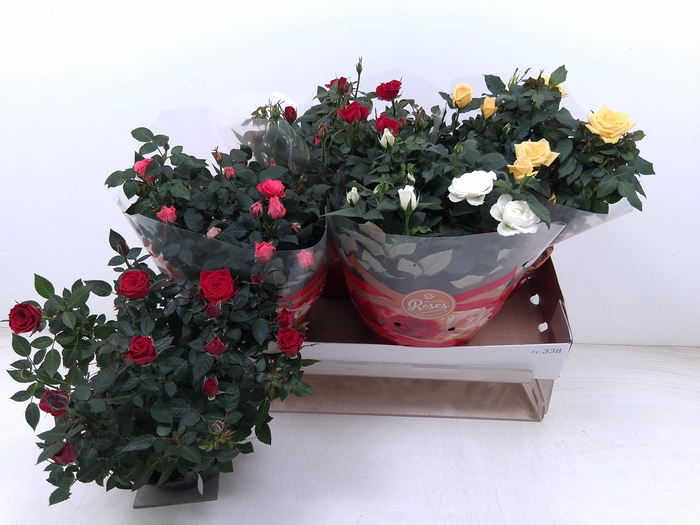 <h4>RO FAV RO GEM 4 SRT</h4>