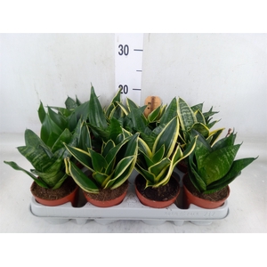 Sansevieria trifa. 'Hahnii'