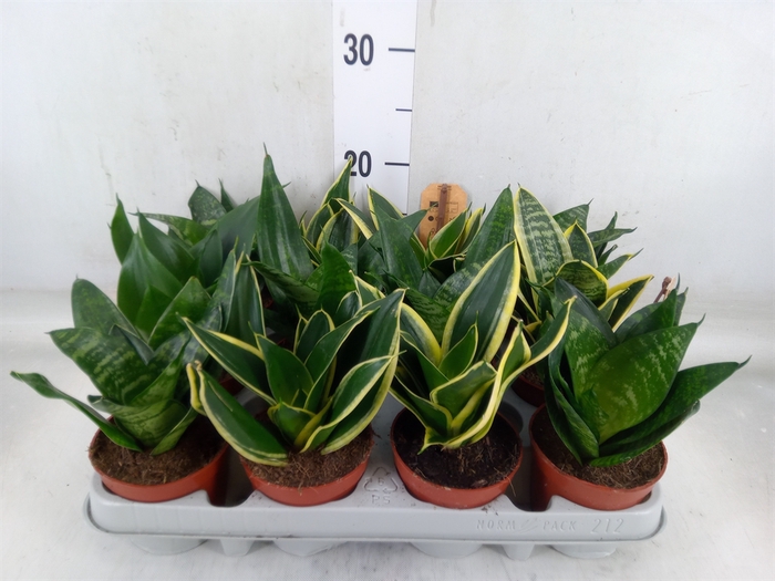 <h4>Sansevieria trifa. 'Hahnii'</h4>