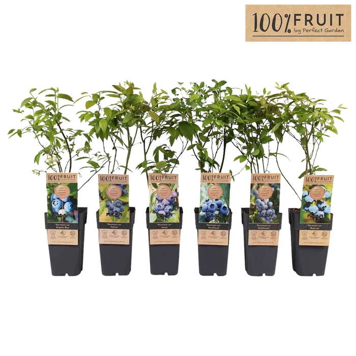 Vaccinium corymbosum mix shelve P15 - 100%FRUIT