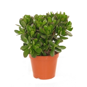 Crassula ovata 17 cm