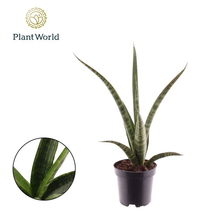 <h4>Sansevieria trifasciata 'Megan'</h4>