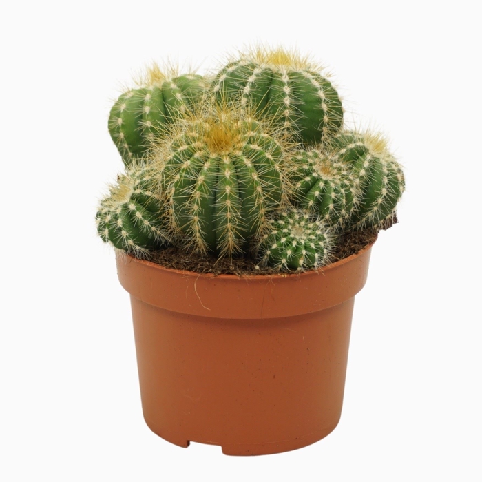 <h4>Cactus</h4>