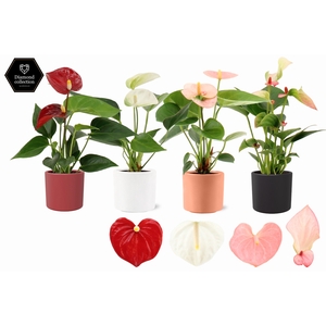 Anthurium 6 cm 4 color mix in Eva winter ceramics