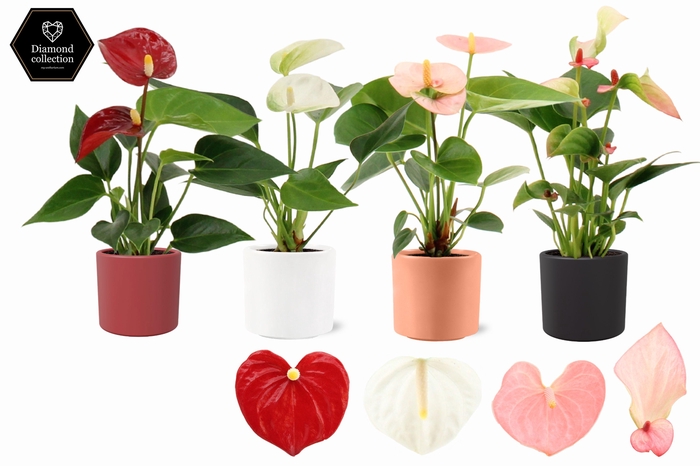 <h4>Anthurium 6 cm 4 color mix in Eva winter ceramics</h4>