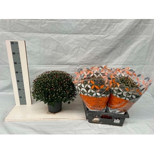 CHRYS GR RED 50CM