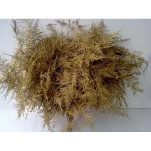 METAL ASPARAGUS PLUMOSUS GOLD STEM