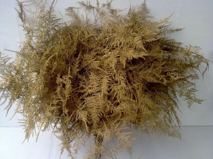 <h4>METAL ASPARAGUS PLUMOSUS GOLD STEM</h4>