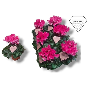 Cyclamen-COMPACT LICHT ROZE LOVE YOU