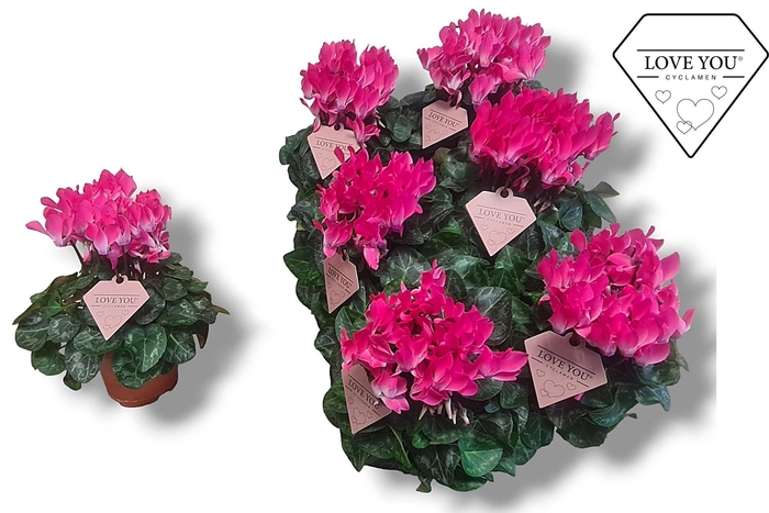 <h4>Cyclamen-COMPACT LICHT ROZE LOVE YOU</h4>