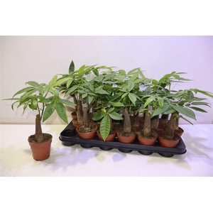 arr8 Pachira Aquatica