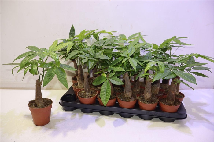 <h4>arr8 Pachira Aquatica</h4>