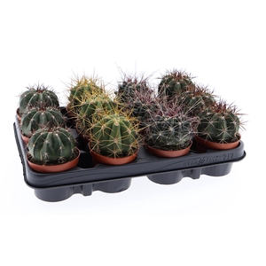 Ferocactus mix